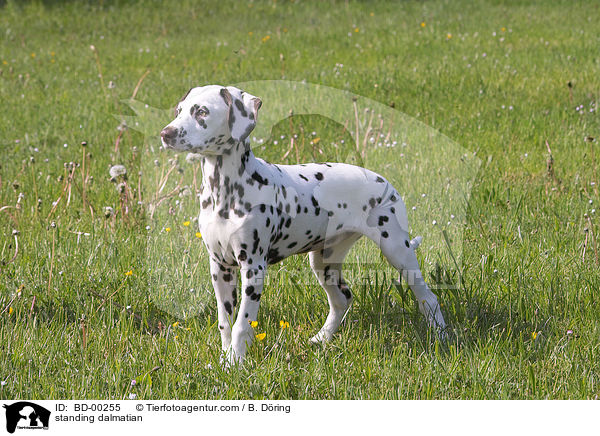 stehender Dalmatiner / standing dalmatian / BD-00255