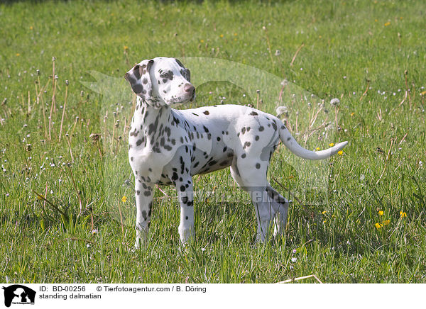 stehender Dalmatiner / standing dalmatian / BD-00256