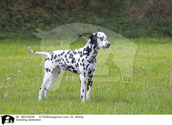 stehender Dalmatiner / standing dalmatian / BD-00258