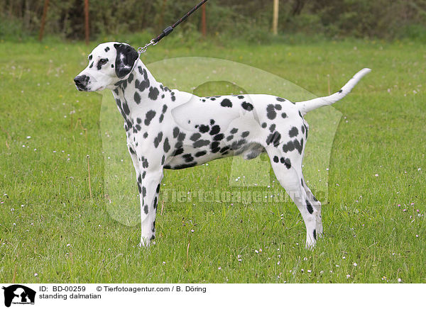 stehender Dalmatiner / standing dalmatian / BD-00259