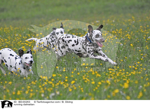 rennende Dalmatiner / running dalmatian / BD-00263