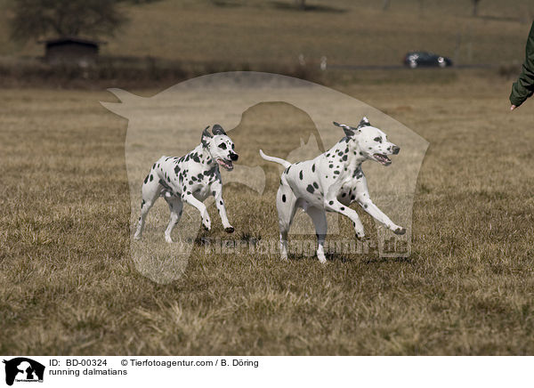 rennende Dalmatiner / running dalmatians / BD-00324