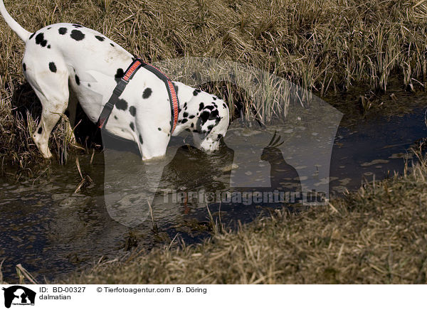 Dalmatiner / dalmatian / BD-00327