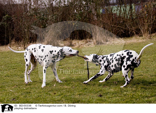 spielende Dalmatiner / playing dalmatians / BD-00336