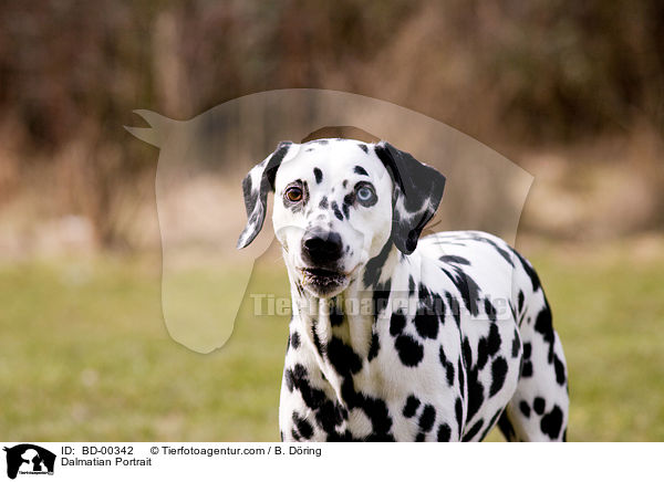 Dalmatiner Portrait / Dalmatian Portrait / BD-00342