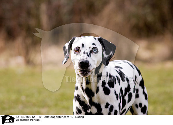 Dalmatiner Portrait / Dalmatian Portrait / BD-00342