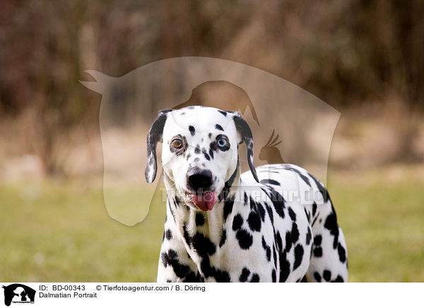 Dalmatiner Portrait / Dalmatian Portrait / BD-00343