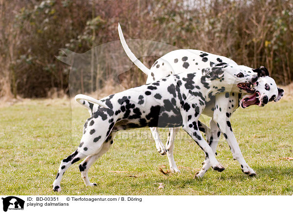 spielende Dalmatiner / playing dalmatians / BD-00351