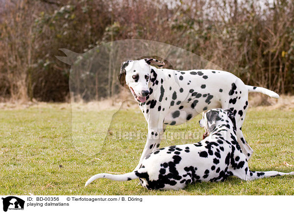 spielende Dalmatiner / playing dalmatians / BD-00356