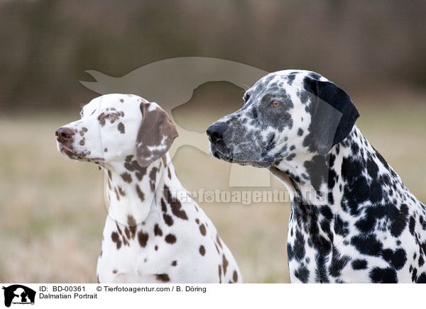 Dalmatiner Portrait / Dalmatian Portrait / BD-00361