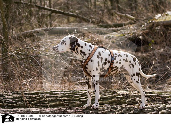 stehender Dalmatiner / standing dalmatian / BD-00383