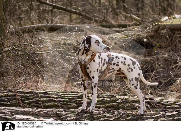 stehender Dalmatiner / standing dalmatian / BD-00385