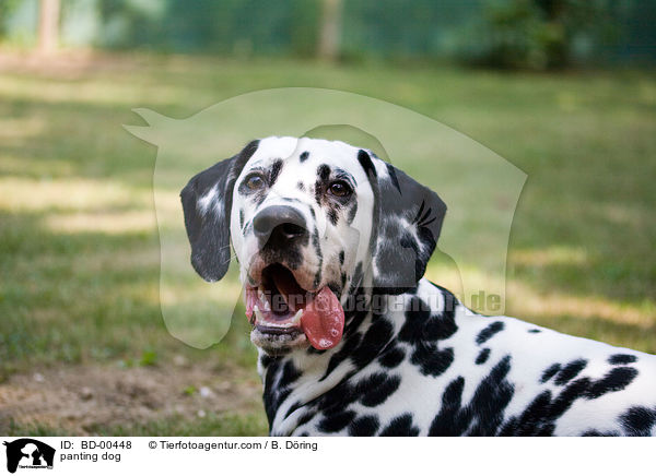 hechelnder Hund / panting dog / BD-00448