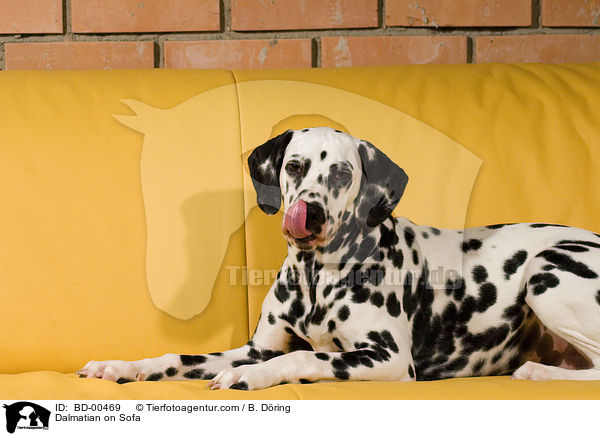 Dalmatiner auf der Couch / Dalmatian on Sofa / BD-00469