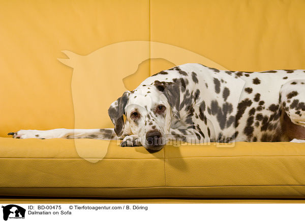 Dalmatiner liegt auf Sofa / Dalmatian on Sofa / BD-00475