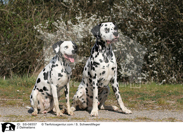 2 Dalmatiner / 2 Dalmatians / SS-08557