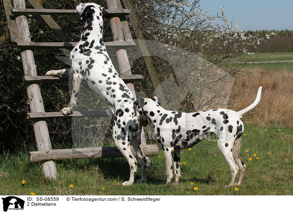 2 Dalmatiner / 2 Dalmatians / SS-08559