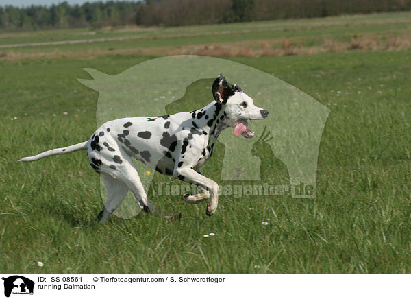 rennender Dalmatiner / running Dalmatian / SS-08561