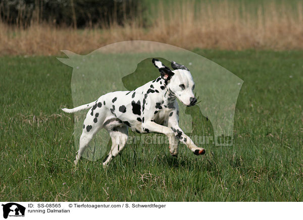 rennender Dalmatiner / running Dalmatian / SS-08565