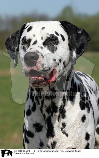 Dalmatiner Portrait / Dalmatian Portrait / SS-08569