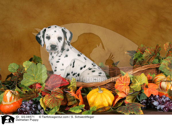 Dalmatiner Welpe / Dalmatian Puppy / SS-08571