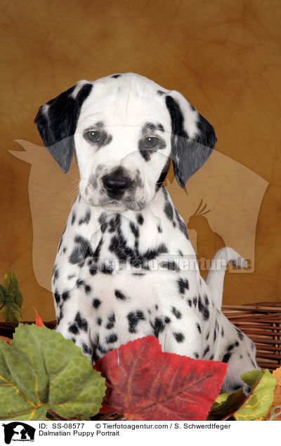 Dalmatiner Welpe Portrait / Dalmatian Puppy Portrait / SS-08577