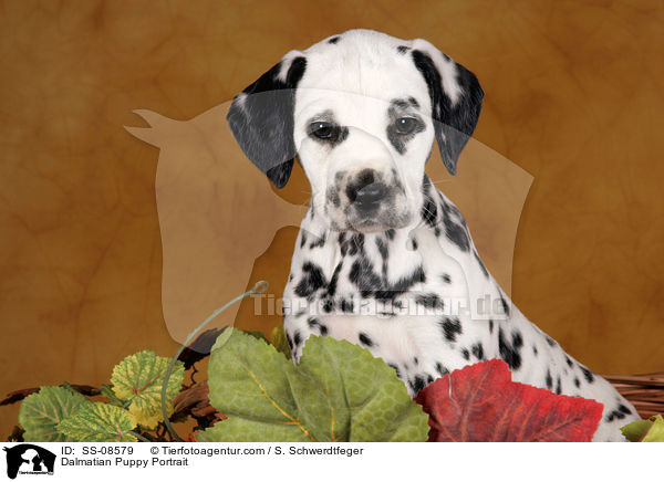 Dalmatiner Welpe Portrait / Dalmatian Puppy Portrait / SS-08579