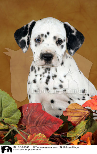 Dalmatiner Welpe Portrait / Dalmatian Puppy Portrait / SS-08581