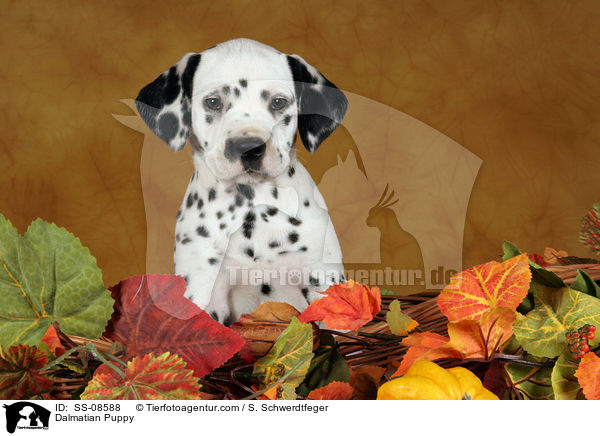 Dalmatiner Welpe / Dalmatian Puppy / SS-08588