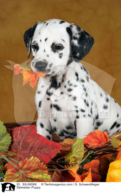 Dalmatiner Welpe / Dalmatian Puppy / SS-08589