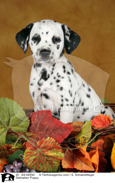 Dalmatiner Welpe / Dalmatian Puppy / SS-08592