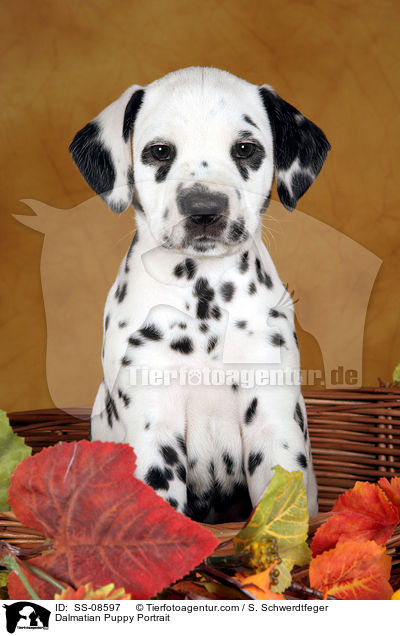 Dalmatiner Welpe Portrait / Dalmatian Puppy Portrait / SS-08597