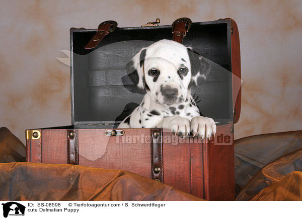 niedlicher Dalmatiner Welpe / cute Dalmatian Puppy / SS-08598