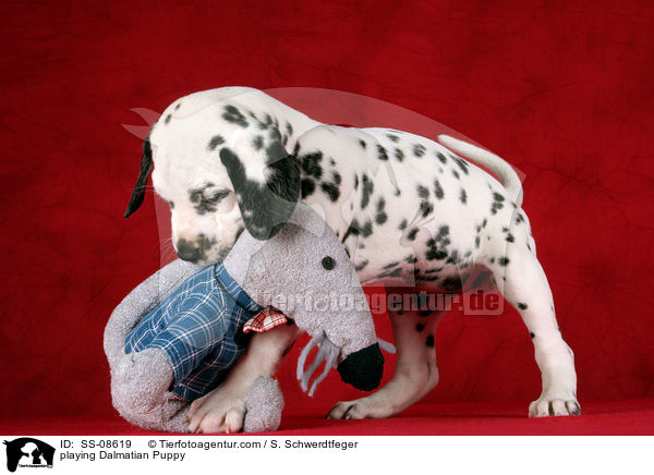 spielender Dalmatiner Welpe / playing Dalmatian Puppy / SS-08619