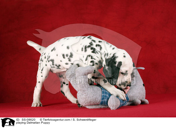 spielender Dalmatiner Welpe / playing Dalmatian Puppy / SS-08620