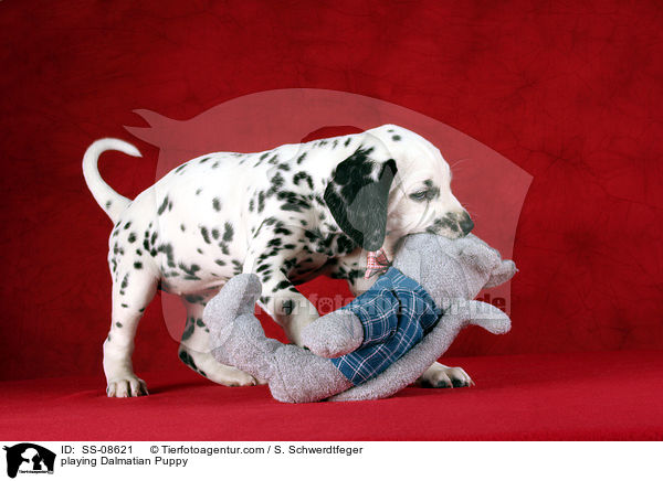 spielender Dalmatiner Welpe / playing Dalmatian Puppy / SS-08621