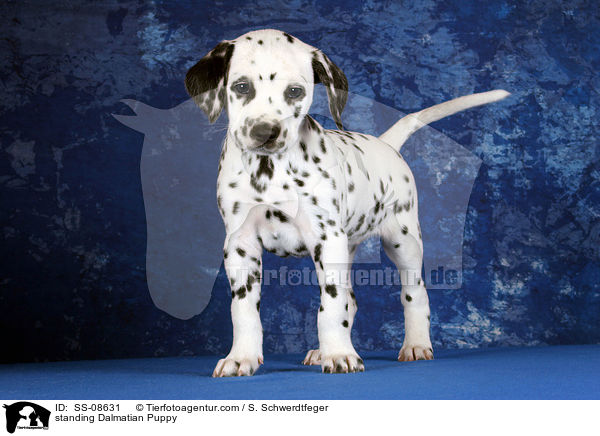 stehender Dalmatiner Welpe / standing Dalmatian Puppy / SS-08631