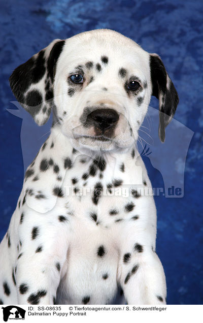 Dalmatiner Welpe Portrait / Dalmatian Puppy Portrait / SS-08635