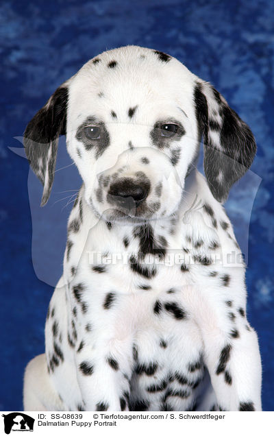 Dalmatiner Welpe Portrait / Dalmatian Puppy Portrait / SS-08639
