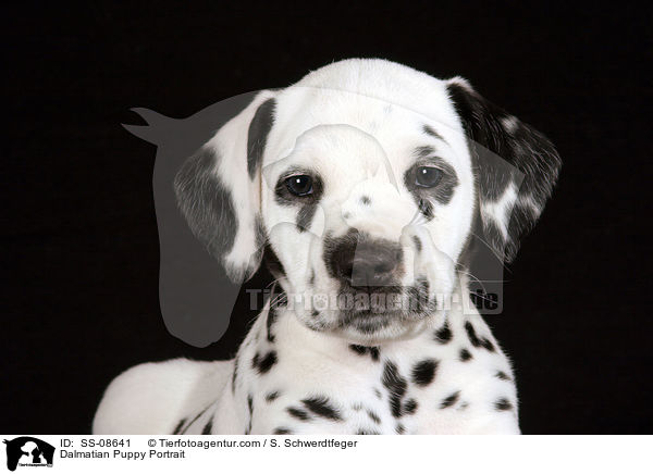 Dalmatian Puppy Portrait / SS-08641