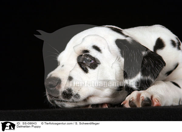 Dalmatiner Welpe / Dalmatian Puppy / SS-08643