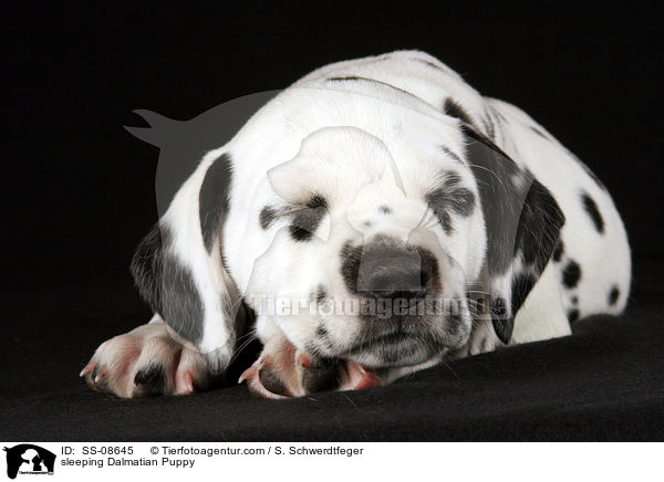 schlafender Dalmatiner Welpe / sleeping Dalmatian Puppy / SS-08645