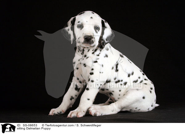 sitting Dalmatian Puppy / SS-08653