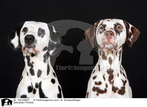 Dalmatiner Portrait / Dalmatian Portrait / SS-08657