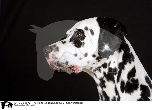 Dalmatiner Portrait / Dalmatian Portrait / SS-08672