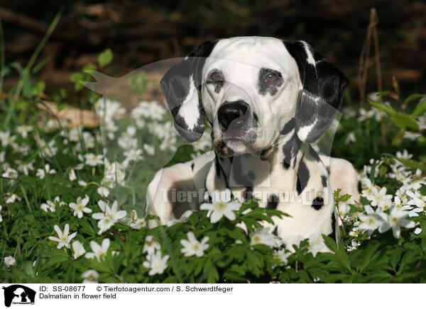 Dalmatian in flower field / SS-08677