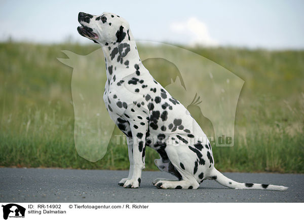 sitzender Dalmatiner / sitting Dalmatian / RR-14902