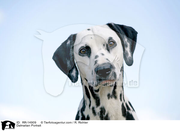 Dalmatiner Portrait / Dalmatian Portrait / RR-14909