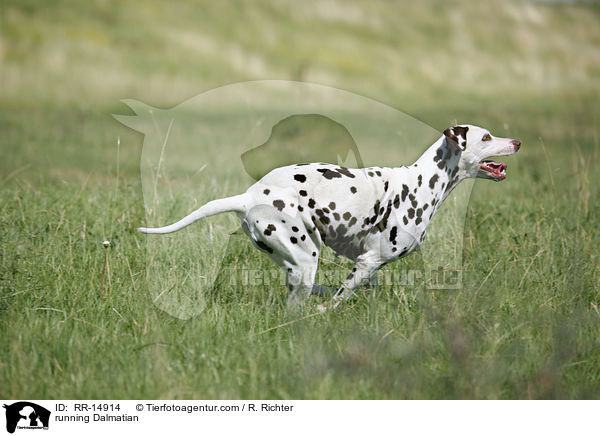 rennender Dalmatiner / running Dalmatian / RR-14914