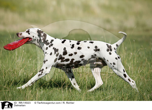 Dalmatiner / Dalmatian / RR-14923